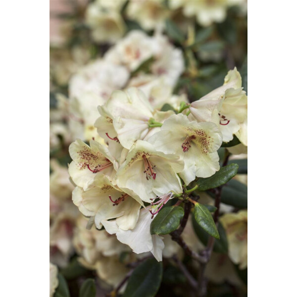 Rhododendron Hybr.Viscy