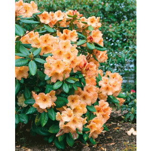Rhododendron Hybr.Viscy