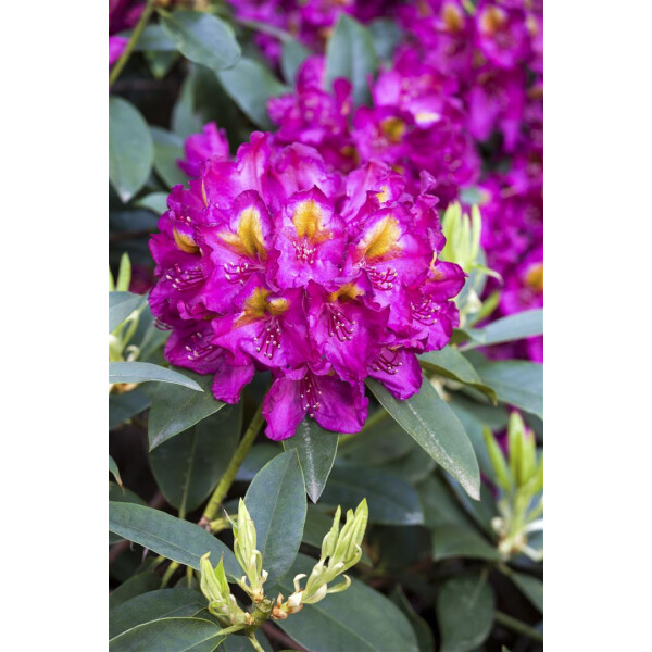 Rhododendron Hybr.Tamarindos