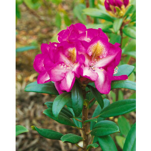 Rhododendron Hybr.Tamarindos