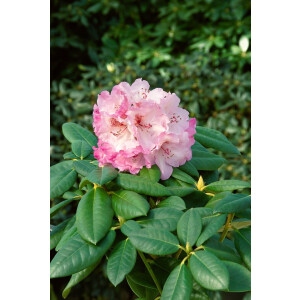 Rhododendron Hybr.Simona