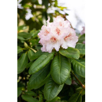 Rhododendron Hybr.Simona