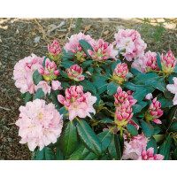 Rhododendron Hybr.Scintillation