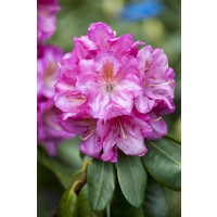 Rhododendron Hybr.Scintillation