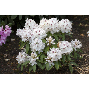 Rhododendron Hybr.Schneebukett