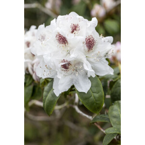 Rhododendron Hybr.Schneebukett