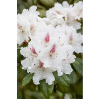 Rhododendron Hybr.Schneeauge