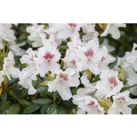 Rhododendron Hybr.Schneeauge
