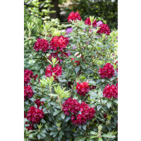 Rhododendron Hybr.Sammetglut
