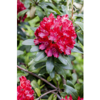 Rhododendron Hybr.Sammetglut