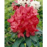 Rhododendron Hybr.Roter Korsar  -R-