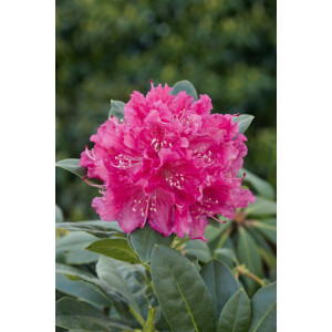 Rhododendron Hybr.Rocket