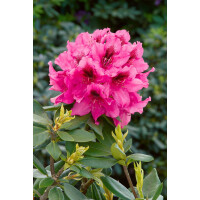 Rhododendron Hybr.Rocket