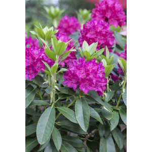 Rhododendron Hybr.Renata