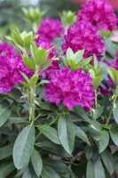 Rhododendron Hybr.Renata
