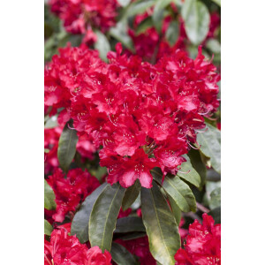 Rhododendron Hybr.Red Jack