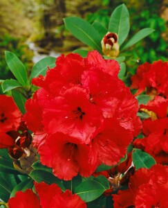 Rhododendron Hybr.Red Jack