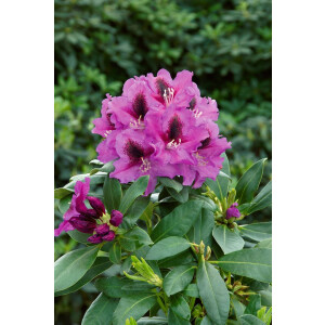 Rhododendron Hybr.Rasputin
