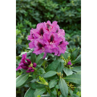 Rhododendron Hybr.Rasputin