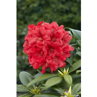 Rhododendron Hybr.Rabatz  -R-