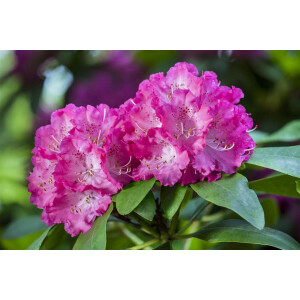 Rhododendron Hybr.Quinte