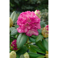 Rhododendron Hybr.Quinte