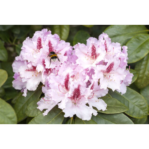 Rhododendron Hybr.Progres