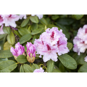 Rhododendron Hybr.Progres