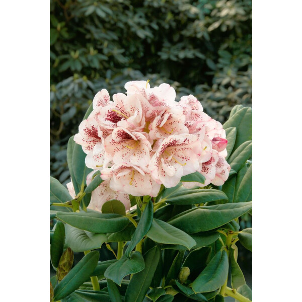 Rhododendron Hybr.Prinses Maxima