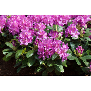 Rhododendron Hybr.Pink Purple Dream  -R-