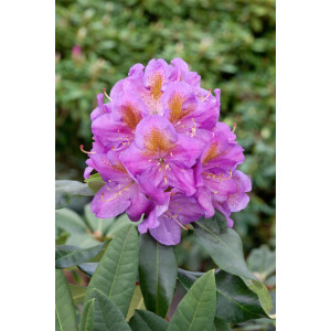 Rhododendron Hybr.Pink Purple Dream  -R-