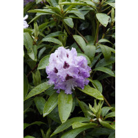 Rhododendron Hybr.Pinguin