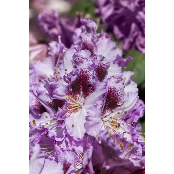 Rhododendron Hybr.Pfauenauge  -R-