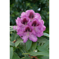 Rhododendron Hybr.Pfauenauge  -R-