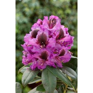 Rhododendron Hybr.Orakel