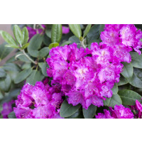 Rhododendron Hybr.Omega