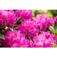Rhododendron Hybr.Omega