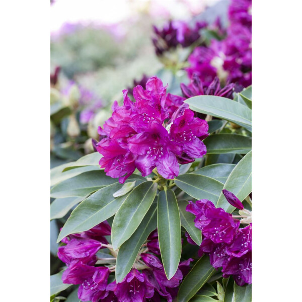 Rhododendron Hybr.Old Port