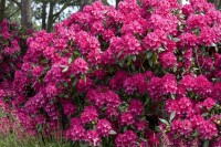Rhododendron Hybr.Old Port