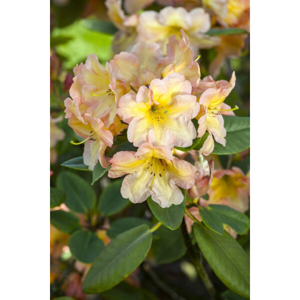 Rhododendron Hybr.Norfolk Candy