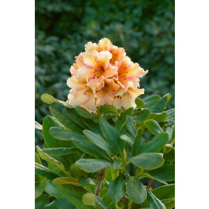Rhododendron Hybr.Norfolk Candy