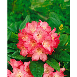 Rhododendron Hybr.Nofretete
