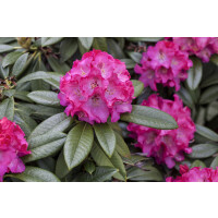 Rhododendron Hybr.Nofretete