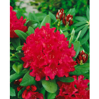 Rhododendron Hybr.Mrs.P.den Ouden