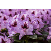 Rhododendron Hybr.Metallica