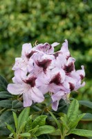 Rhododendron Hybr.Metallica