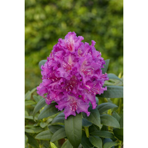 Rhododendron Hybr.Markgraf