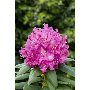 Rhododendron Hybr.Markgraf