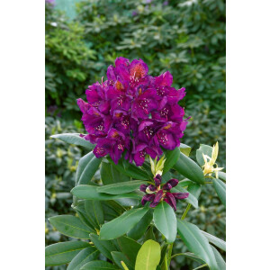 Rhododendron Hybr.Marcel Menard