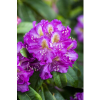 Rhododendron Hybr.Marcel Menard